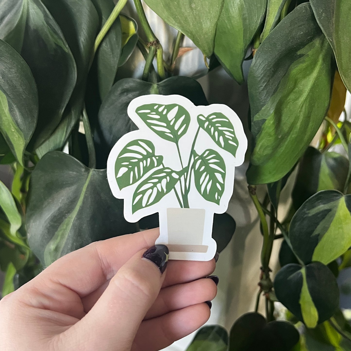 monstera adansonaii sticker