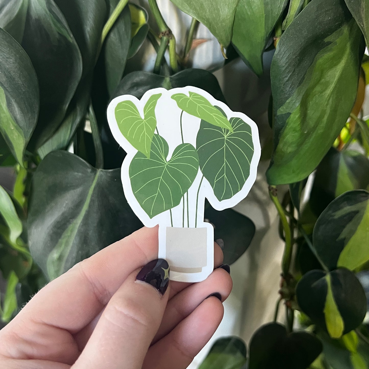 philodendron gloriosum sticker