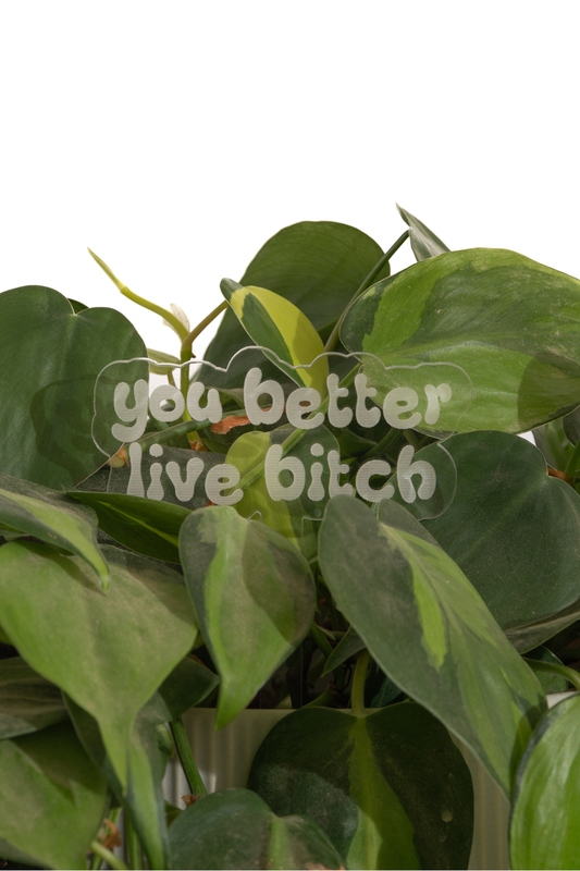 you better live plant stake