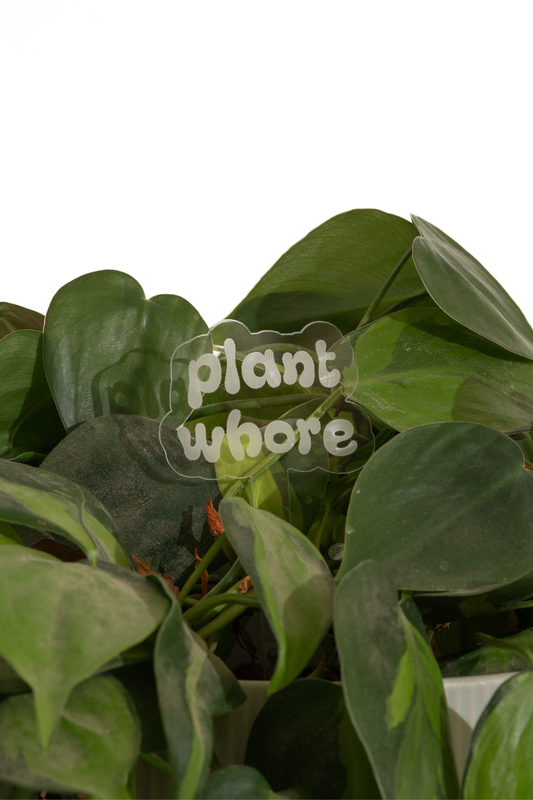plant whore plant stake