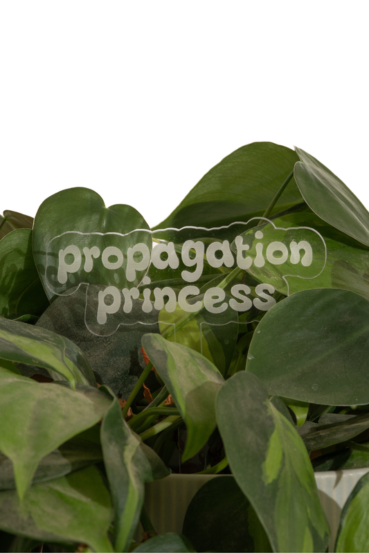 propagation princess plant stake