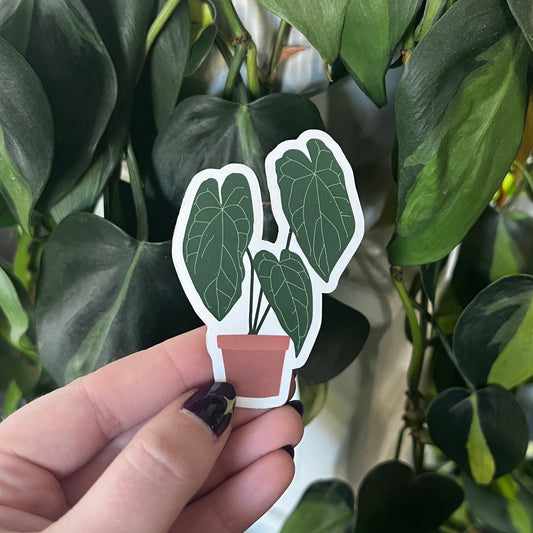 anthurium crystallinum sticker